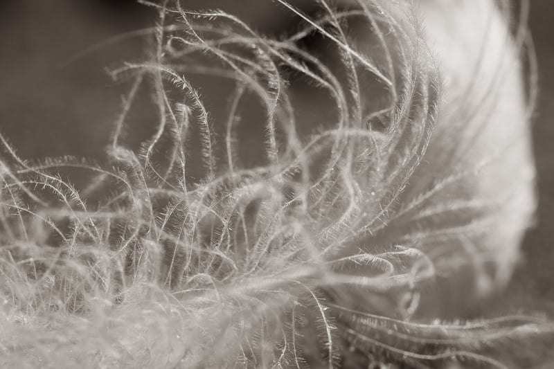 Vintage Feathers