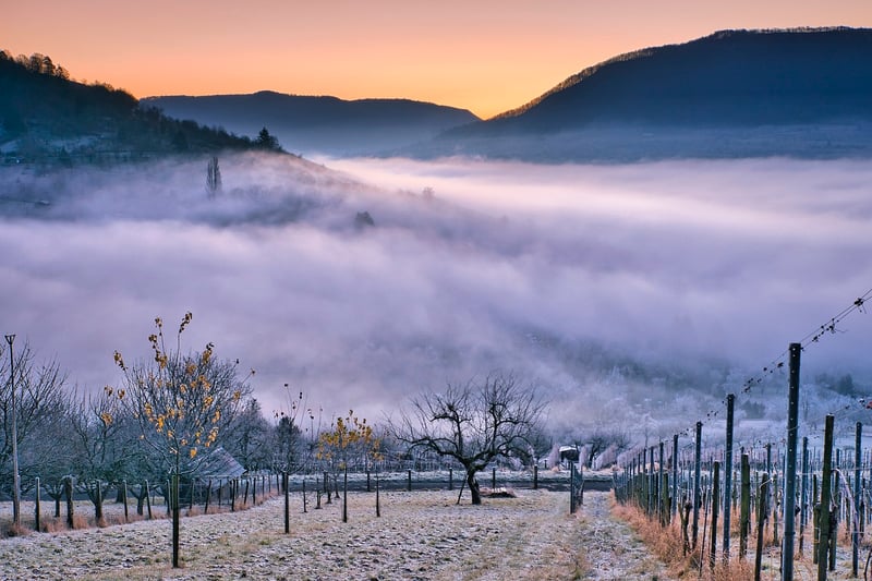 Sunset Valley Vineyard