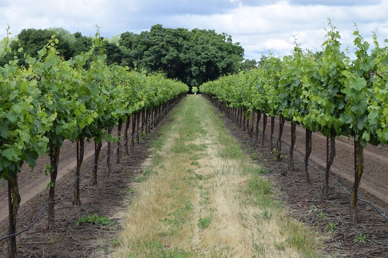 Serenity Hills Winery